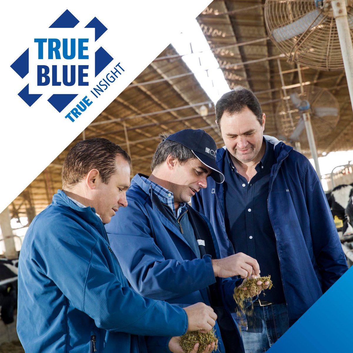 AltaGeneticsUK's tweet photo. Our customised genetic plans go beyond which sires are at the top of the list. 
We use our TRUE INSIGHT to create unique programs to help your business succeed. 
#altagenetics #altatrueblue #trueinsight https://t.co/pm34v8Uf6W