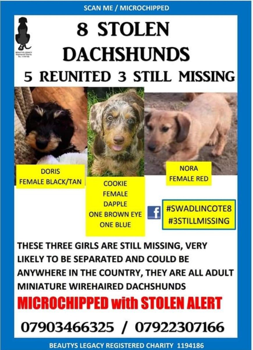 5 found.. 3 still missing!!
Stolen from Derbyshire
#swadlincote8 #3stillmissing #dacshunds #stolendogs