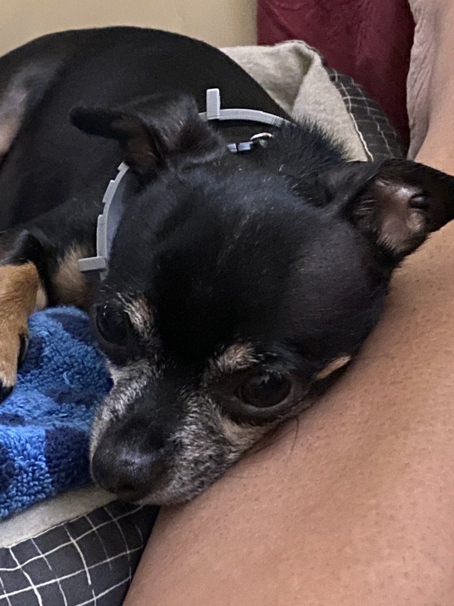 7/14 <a href="/CDC/">This is not the CDC</a> changed requirements for traveling with a pet while on vacation and submitted papery. 8/9 resubmitted. 8/20  resubmitted; despite valid certifications from US and USAD  certified vet. Help.<a href="/SenatorMenendez/">Senator Bob Menendez</a> <a href="/CoryBooker/">Cory Booker</a> <a href="/TheDailyShow/">The Daily Show</a> <a href="/colbertlateshow/">The Late Show</a> <a href="/VancityReynolds/">Ryan Reynolds</a>