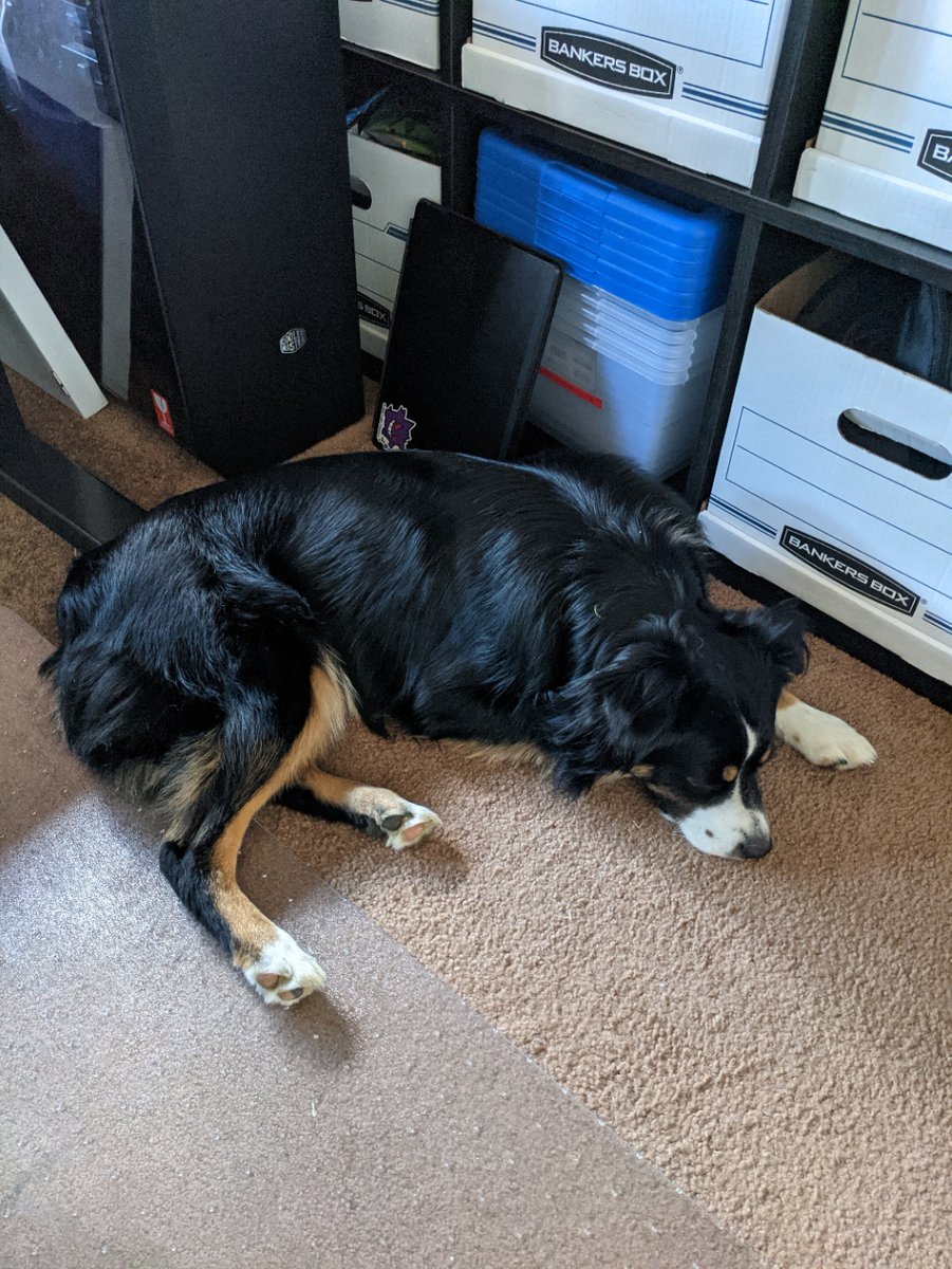 mikester01's tweet image. Happy Monday from Taika. #DogsOfXbox #DogsOfMicrosoft #Xbox