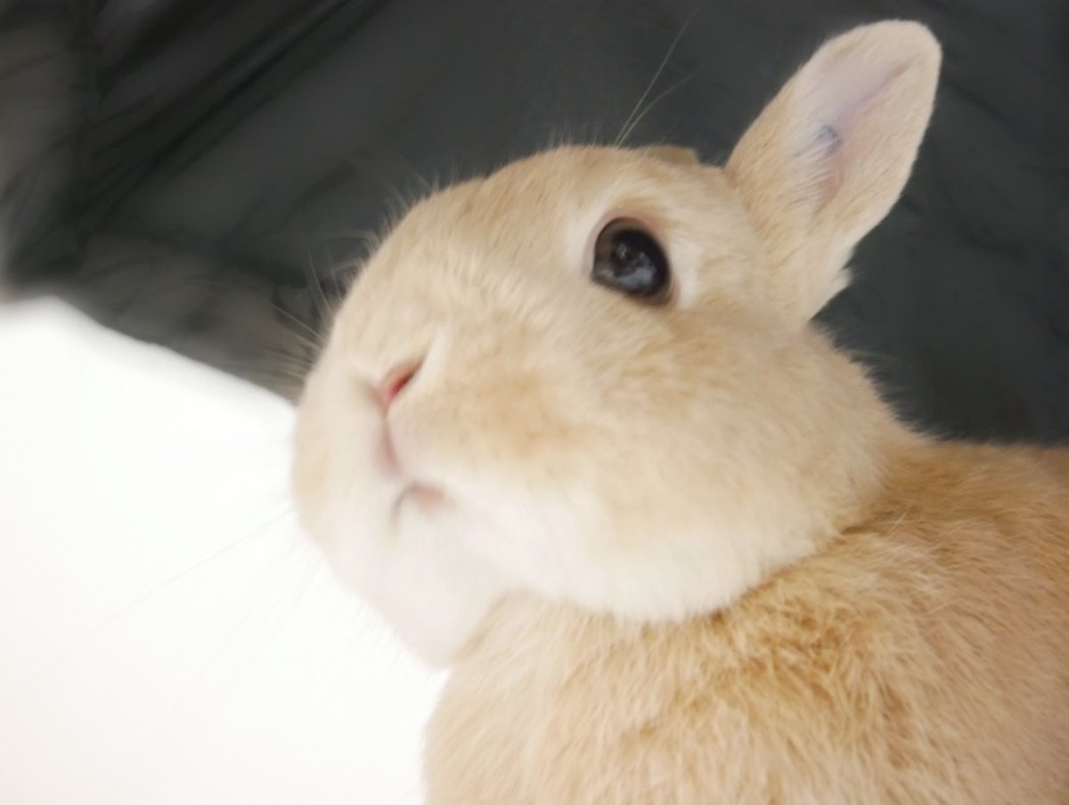 تويتر うさぎのひのき على تويتر おっさんの傘じゃないよ かわうさちゃん選手権 うさぎのいる暮らし うさぎ ふわもこ部 もふもふ モフモフ 可愛いは正義 ネザーランドドワーフ T Co 8sbvfhaou9