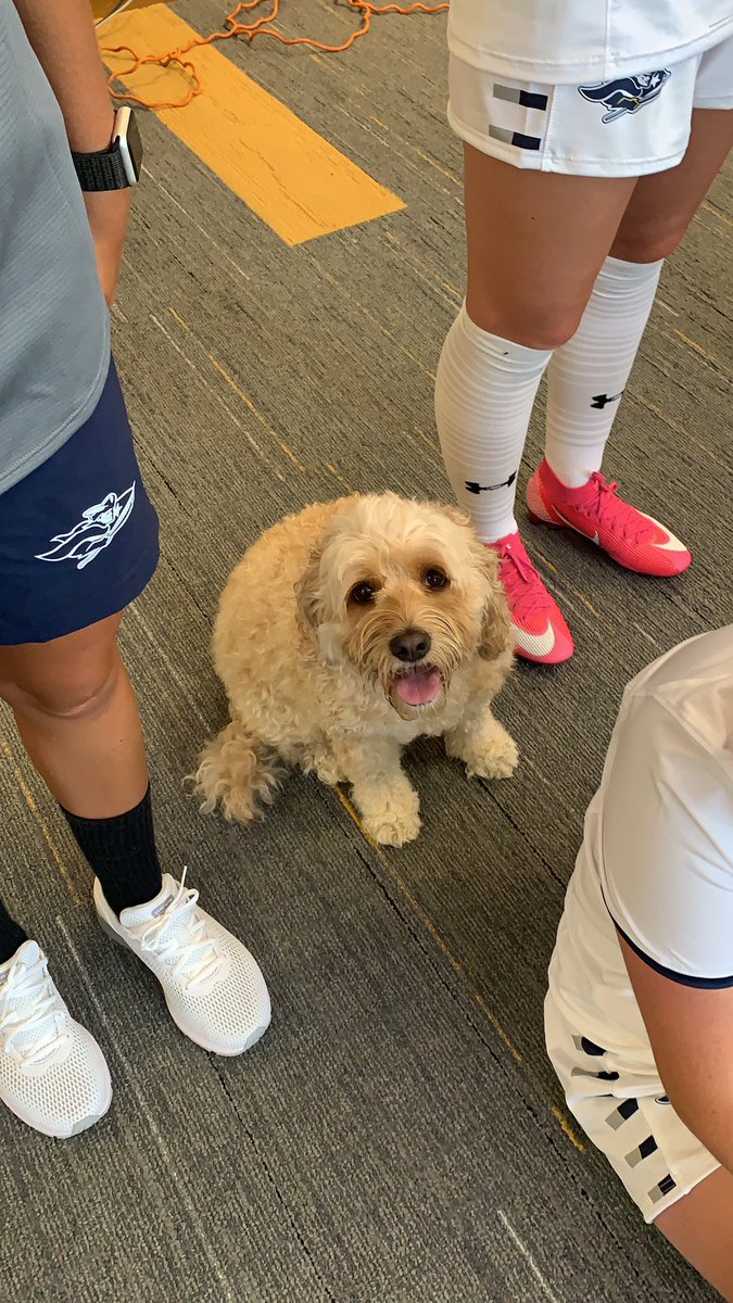 SNHU Athletics tweet media