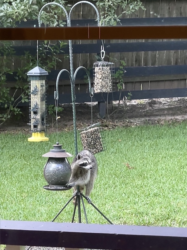 VestaRea's tweet photo. Vesta's back sharing her wisdom in a new blog post! In this installment of the Texotic Farm saga the situation began innocently enough, as always. Her love of animals has once again landed Vesta in a predicament. The lesson: NEVER invite a racoon to dinner https://t.co/NzoAioQx1Q https://t.co/SUpTckYRdh