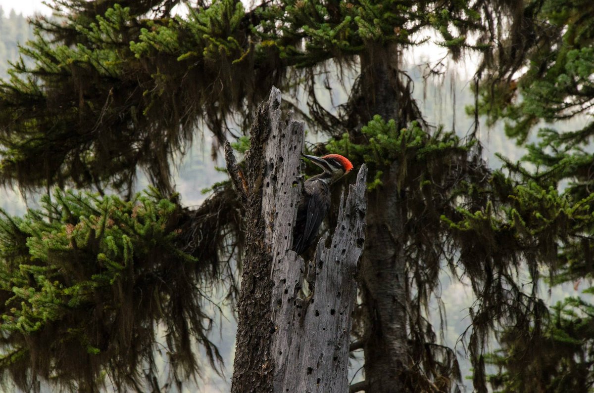 A woodpecker searching for a snack.

#manningpark #manningparkresort #bcparks #explorebcparks 
#cruisethecrowsnest #explorebc #sharemanning #similkameen #ThompsonOkanagan