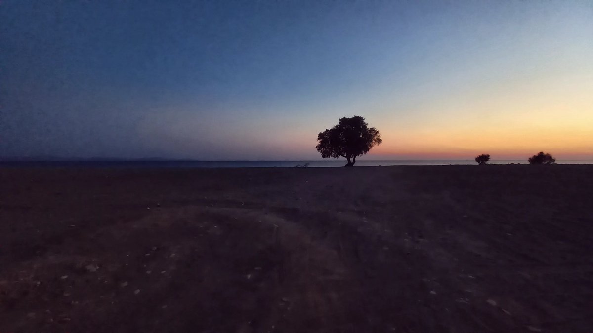 My favorite tree <a href="/chios/">Chio Cartagena</a> #koudrart