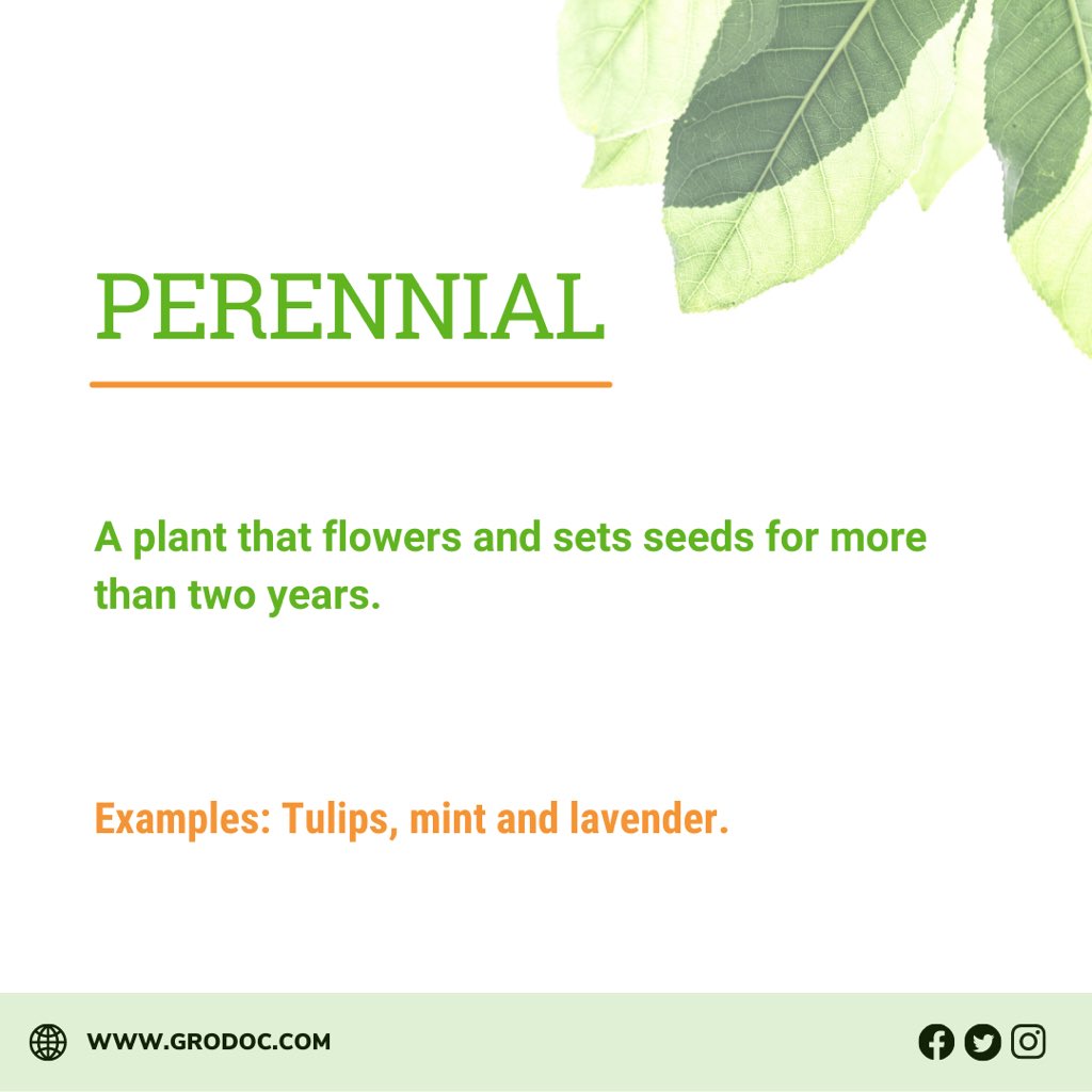 Gro_Doc's tweet photo. Did you know the meaning of them all? (Stay tuned for PART TWO👇) 🌱💚

Which plant terms/words/slang would you like to see in part 2? ➡️

#vegetablegarden #gardening #growyourown #garden #growyourownfood #homegrown #growyourveggies #gardenkitchen #veggiepatch https://t.co/O2L379PLx6