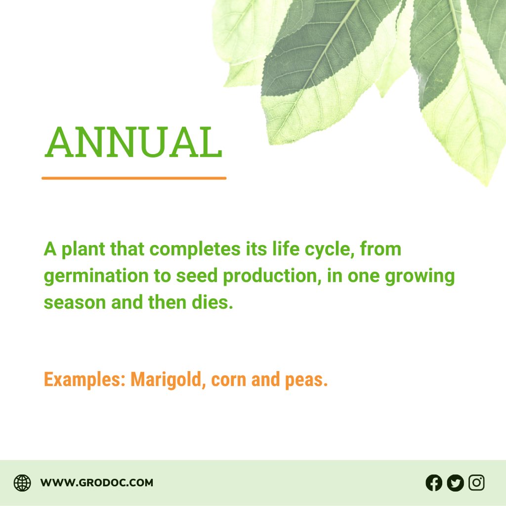 Gro_Doc's tweet photo. Did you know the meaning of them all? (Stay tuned for PART TWO👇) 🌱💚

Which plant terms/words/slang would you like to see in part 2? ➡️

#vegetablegarden #gardening #growyourown #garden #growyourownfood #homegrown #growyourveggies #gardenkitchen #veggiepatch https://t.co/O2L379PLx6