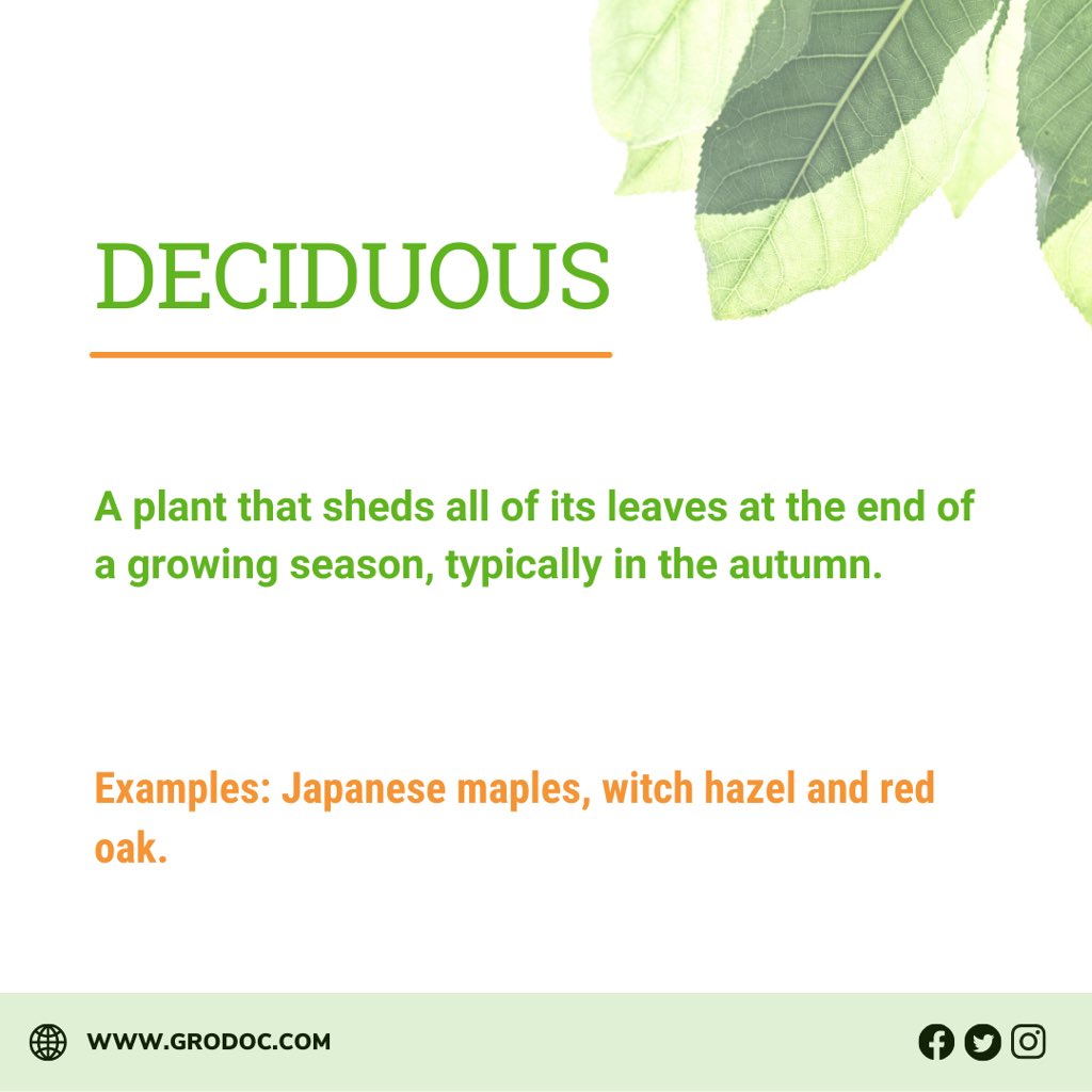 Gro_Doc's tweet photo. Did you know the meaning of them all? (Stay tuned for PART TWO👇) 🌱💚

Which plant terms/words/slang would you like to see in part 2? ➡️

#vegetablegarden #gardening #growyourown #garden #growyourownfood #homegrown #growyourveggies #gardenkitchen #veggiepatch https://t.co/O2L379PLx6