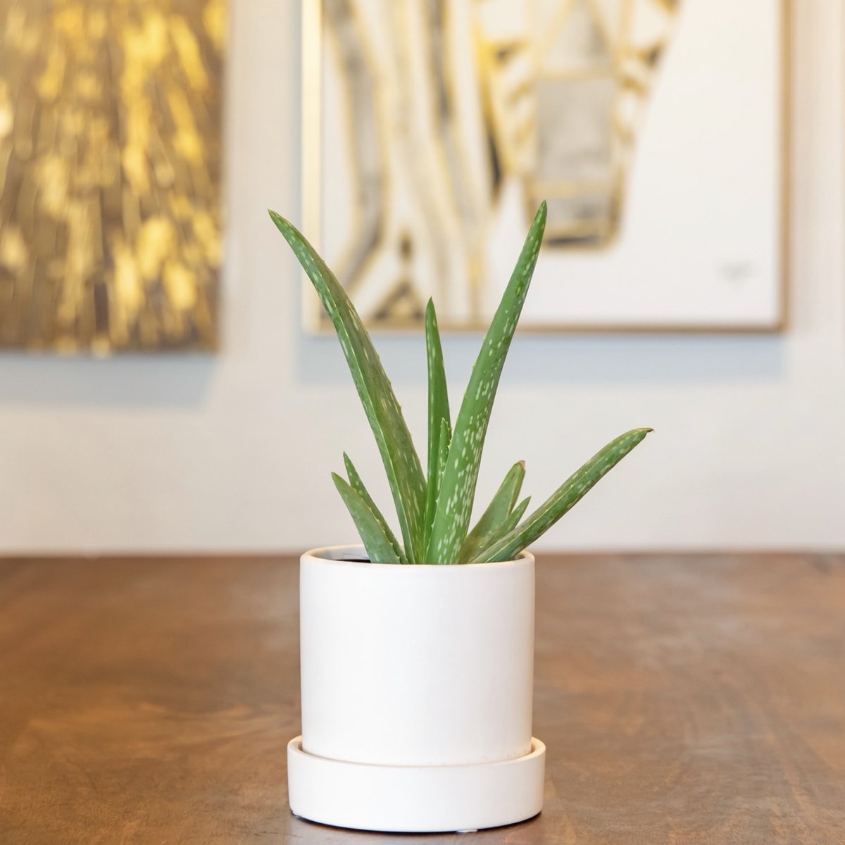 plantedpotco's tweet photo. For centuries, the clear gel inside Aloe Vera leaves served as a topical treatment for burns, bites, dry skin and other skin ailments. Among the Latino community, Aloe is the second most traditionally used herbal remedy after chamomile 🌿 https://t.co/gbiarwFc6A
