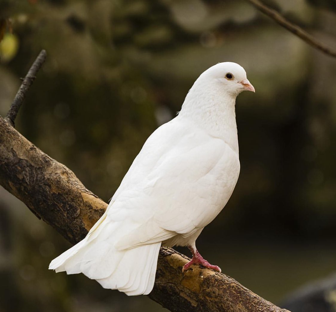 сидят белые голуби. сидят белые голуби. белоснежный голубь. сидят белые голуби. горлица альбинос.