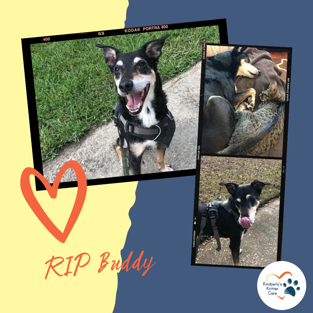 I just found out that my oldest client crossed the rainbow bridge last week. 🌈

RIP Buddy! He turned 17 last month.

He was always smiling and loved his walks 😍

#buddy #rememberingbuddy #ripbuddy #rip #rainbowbridge