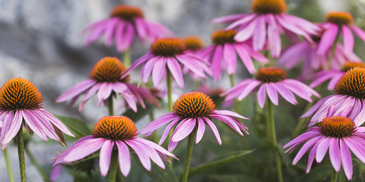 TownofWhitby's tweet photo. #WhitbyEvents - Don't miss your last chance to share your garden for a chance to win 1 of 3 garden prizes! Make sure to post your photo by August 28 on Twitter: https://t.co/iTEhXI9SWX or Facebook: https://t.co/s0LGpKQOXP! #WhitbyInBloom https://t.co/l2iUTBXXWy