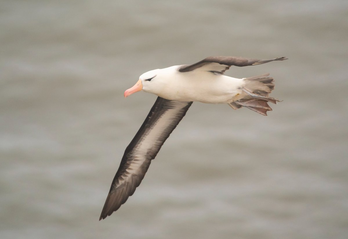I got the shot i wanted of Bempton's Black browed Albatross yesterday after 5 visits.
Digiscoped through a <a href="/SwarovskiOptik/">SWAROVSKI OPTIK</a> STX 85.
<a href="/RareBirdAlertUK/">RareBirdAlertUK</a> <a href="/DonnyBirding/">Donnybirding</a> <a href="/bobubirder/">BOB USHER</a> <a href="/1ChrisHarris/">Chris Harris</a> <a href="/dannyfardell1/">Danny Fardell</a> <a href="/wathingsmecca/">John Hewitt</a> <a href="/PaulHdigiman/">Paul Hackett</a>