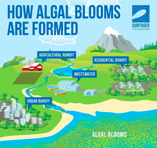 PamelaDeBlasio's tweet photo. Learn about the harmful effects of excess algae blooms on lake ecosystems 👉https://t.co/N7Ohgiru8P
📸 @Surfrider
#ontheblog #algae #lakewater #lakeecosystem #ecosystem #science #nature #lakelife #lakeknowledge #lakeenvironment #lakeliving #lakelifestyle https://t.co/oEplv9KR0o