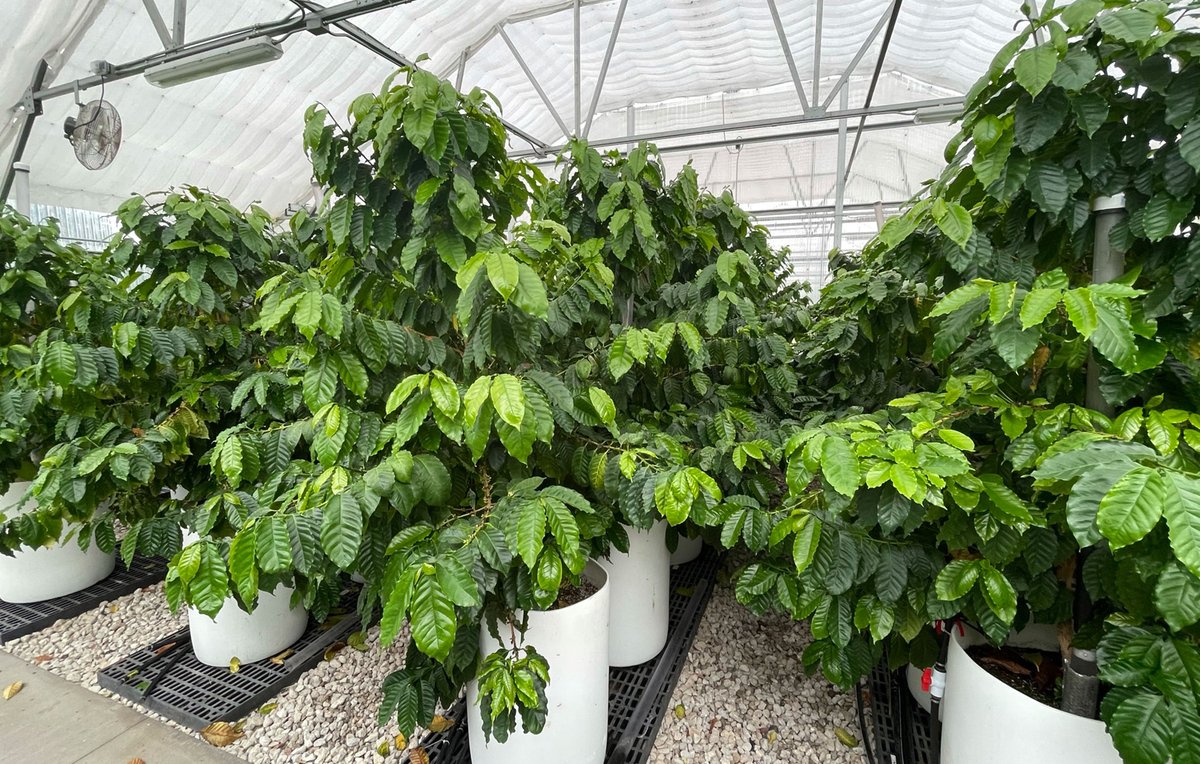 Dr. William Hammond (@wmhammond) on Twitter photo 🚨POSTDOC JOBS <a href="/UF/">FLORIDA</a>🚨 developing novel #hyperspectral #root imager! We're hiring 2 postdocs (#EcoPhys w/<a href="/wmhammond/">Dr. William Hammond</a>, #Modeling w/@WilsonCattle) on #USDA proposal led by <a href="/ProfZare/">Alina Zare</a>: Hyperspectral Signals in the Soil
#EcoPhys: bit.ly/3sBjmyi
#Modeling: bit.ly/3moZJIW 🚨POSTDOC JOBS <a href="/UF/">FLORIDA</a>🚨 developing novel #hyperspectral #root imager! We're hiring 2 postdocs (#EcoPhys w/<a href="/wmhammond/">Dr. William Hammond</a>, #Modeling w/@WilsonCattle) on #USDA proposal led by <a href="/ProfZare/">Alina Zare</a>: Hyperspectral Signals in the Soil
#EcoPhys: bit.ly/3sBjmyi
#Modeling: bit.ly/3moZJIW