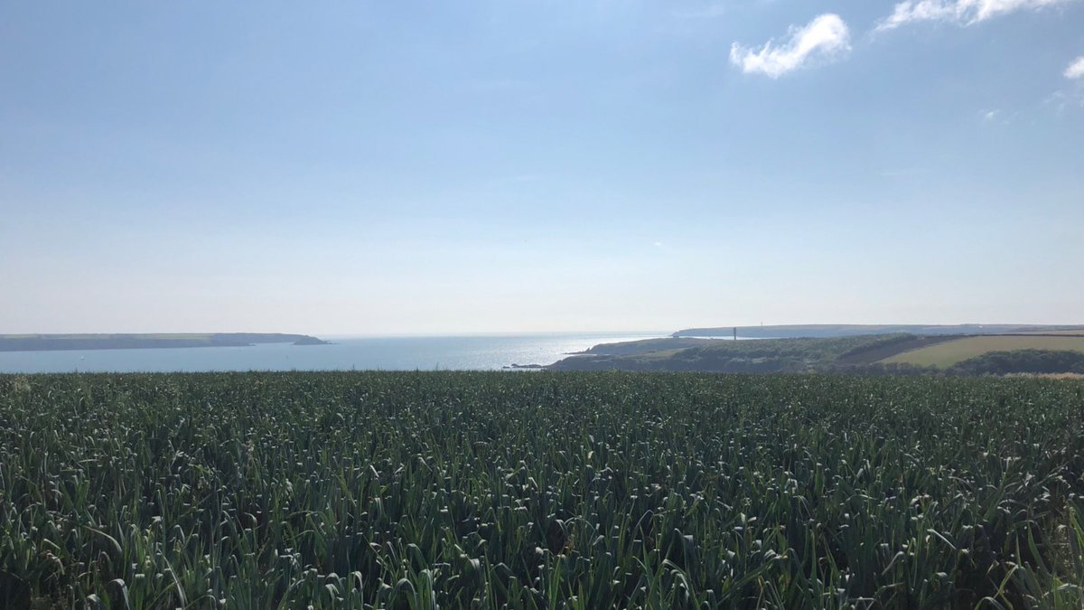 blasytir's tweet photo. Our leeks looking lovely on this gorgeous sunny August day in Pembrokeshire 💚🏴
#WelshLeeks #GrownInWales #BlasyTir #Pembrokeshire #Wales https://t.co/8jmbXjgfn0