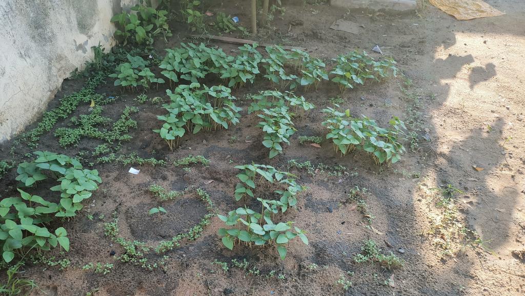 This challenge is now running away from being a challenge to me. Because all am seeing now food on my table soon 🥣🥣🥣😋😋 <a href="/undpsouthsudan/">UNDP South Sudan</a> <a href="/eatBCH_SS/">eatBCH South Sudan</a> <a href="/AtakaHub/">ATAKA-HUB SOUTH SUDAN</a> <a href="/tongatak/">Tong Atak</a> <a href="/KRBays/">Kymberly Bays</a> #PlantToWin <a href="/BCH_SouthSudan/">BitcoinCash South Sudan 🇸🇸</a>