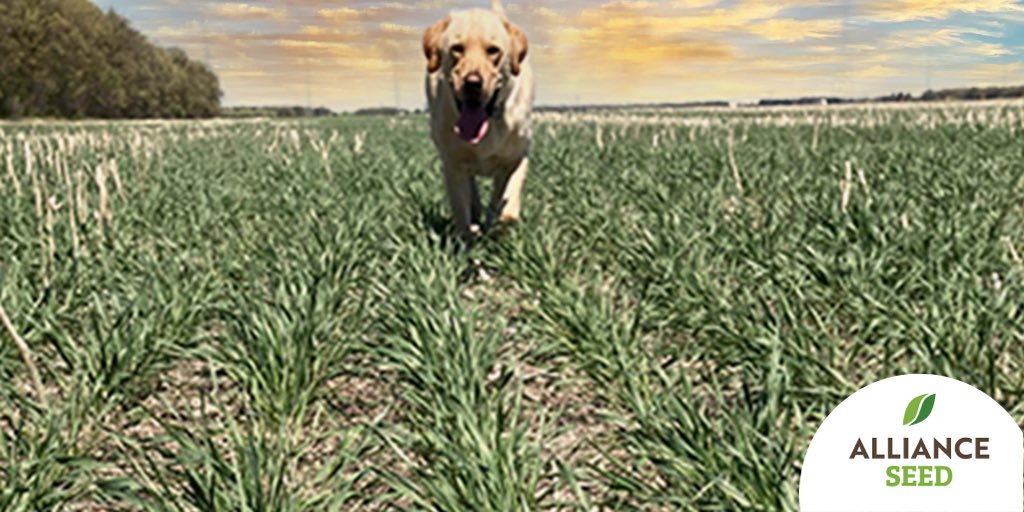 AllianceSeed's tweet photo. #AACVortex is a new winter wheat you'll definitely want to see. You can thank @grafwheat for his hard work! We'll be sharing more details about #AACVortex soon. https://t.co/mRNfYXySxP