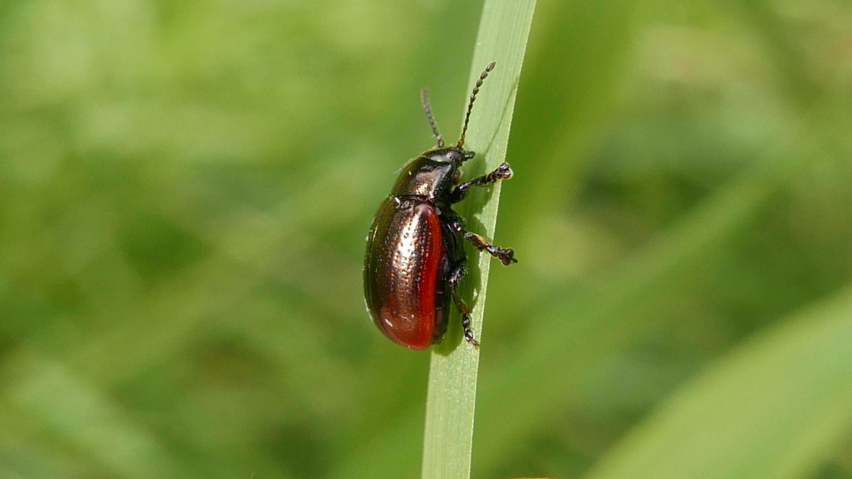 Chrysolina marginata found today on lawn in Bengeo garden, rare leaf beetle associated with Yarrow (Achillea millefolium). Only known in Herts from single site near Watford. <a href="/hertsbna/">BNA – Herts branch</a> #Chrysomelinae