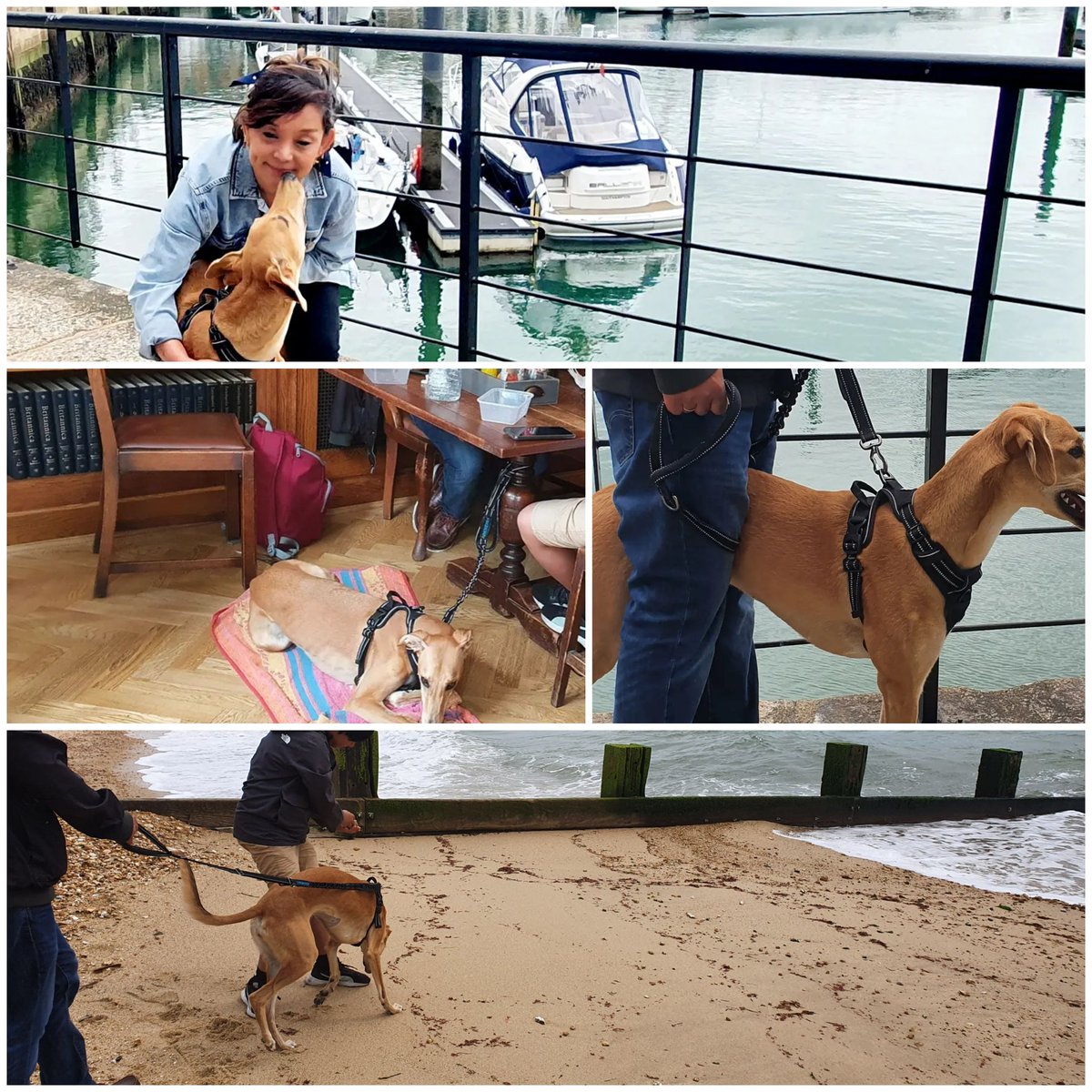 Poons191's tweet photo. First #holiday with the #puppy #southampton is one of the most dog friendly places #NewForest #milfordonsea #greyhound #puppylove #Travel #beach #holiday2021 #holidaywithdogs ❤ https://t.co/APbc9Li2Jk