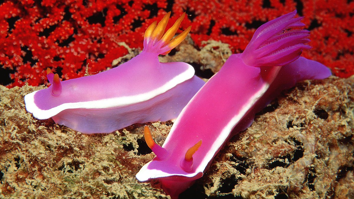 #23August #23Agosto 2021

Seaslugs time

Order Nudibranchia (Cuvier, 1817)

#nudibranchs #seaslugs #mollusks #molluscs #molluskmonday #molluscmonday #marinemonday #sealife #scuba #diving #snorkeling #underwaters #biodiversity #photography #photos