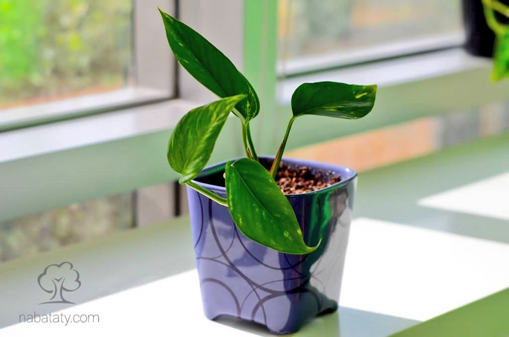 نصائح مهمه عند تسميد وتغذية نباتات الزينه المنزليه..
🌼عادة لا تحتاج النباتات المزروعة في تربة جيدة إ...