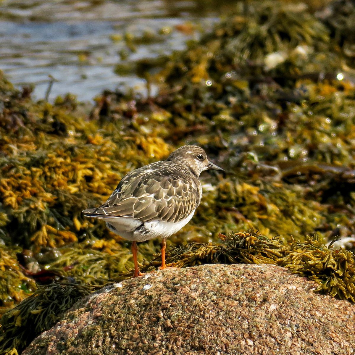 Lots of eye-catching little seabirds on show as you walk along the shoreline of Cruden Bay beach. @VisitScotland @visitabdn  @nature_scot @postabdn @NorthEastNowABZ @WalknScotland #Aberdeenshire  #CrudenBay