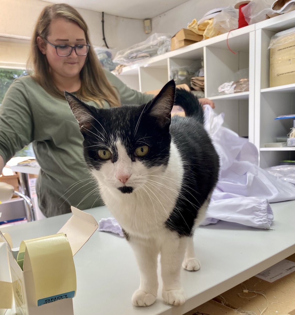 B_J_Sherriff's tweet photo. ‘Excuse me we’re trying to work here’        Miss Ebony sidled in to see us today to keep us on our toes (or should that be paws!) @B_J_Sherriff #cats #beesuits #beekeepingsuits #officecat https://t.co/PLmZuuq8eu