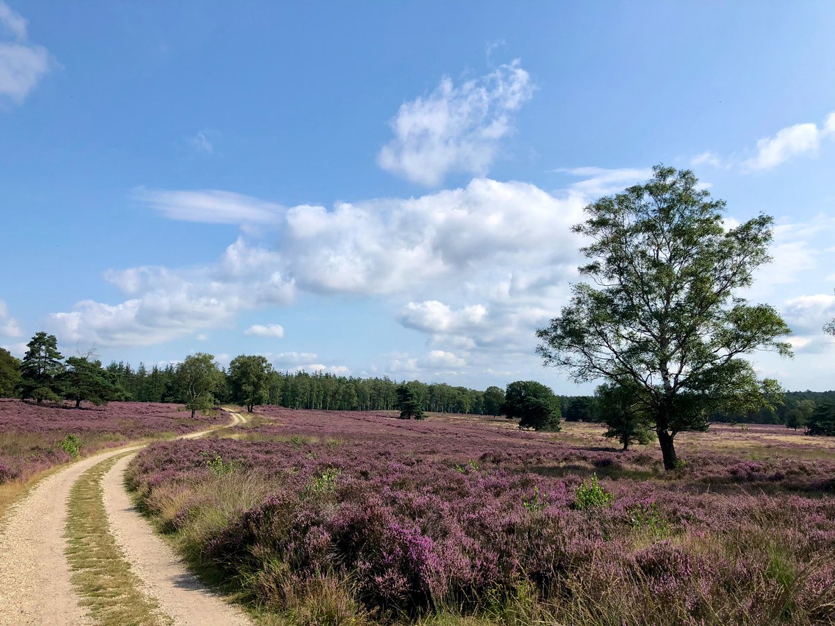 Paarse pracht op de #Loenermark <a href="/glk/">GLK&</a> De #heide bloeit mooi 🤩 dit jaar!!