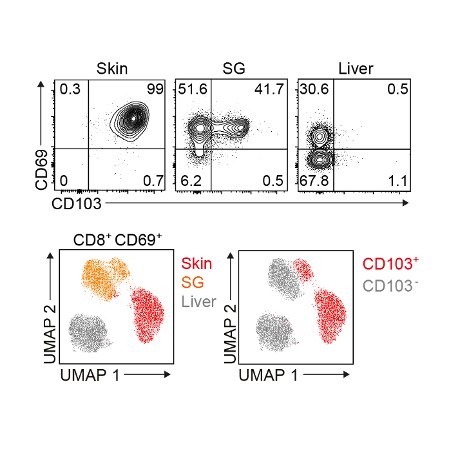 Awesome work from @susanna_c_ @LMackayLab @TheDohertyInst showing how TGF-b shapes the diversity and plasticity of TRM cells across tissues #TourdeForce #teamTrm Have a look 👉 go.nature.com/3sI9zGN @NatImmunol