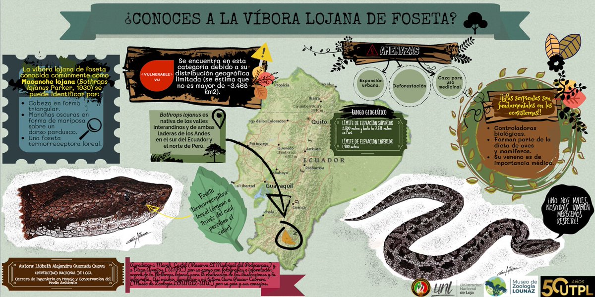 utplvinculacion's tweet photo. 🐍Conoce sobre víbora lojana de foseta nativa de los valles interandinos y de ambas laderas de los Andes del sur del Ecuador y el norte de Perú 🇪🇨🇵🇪
#ConcursoRegionalDeInfografíaAmbiental 🌎 
Vota con tu like y RT por la infografía de Lisbeth Quezada⬇️ https://t.co/ImXLJ7wRYO
