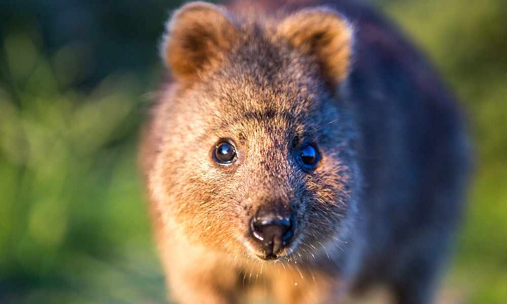 Квокка. Квокка (Setonix brachyurus). Квокка эндемик. Австралия Квокка. Quokka животное.