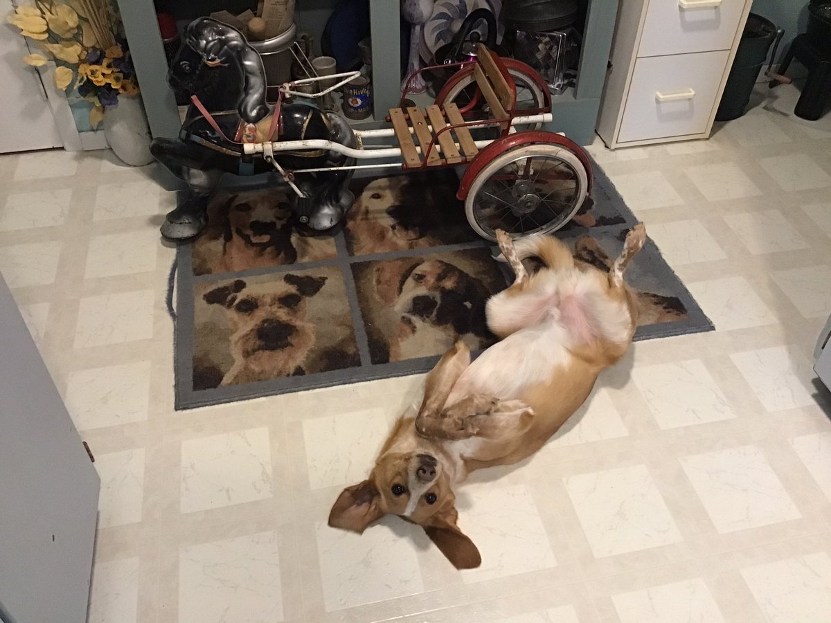 MacDuff_LeadOn's tweet photo. My dog is a natural kiwi! When will his citizenship papers arrive? #SpreadYourLegsNZ https://t.co/IxCz6HWWA3