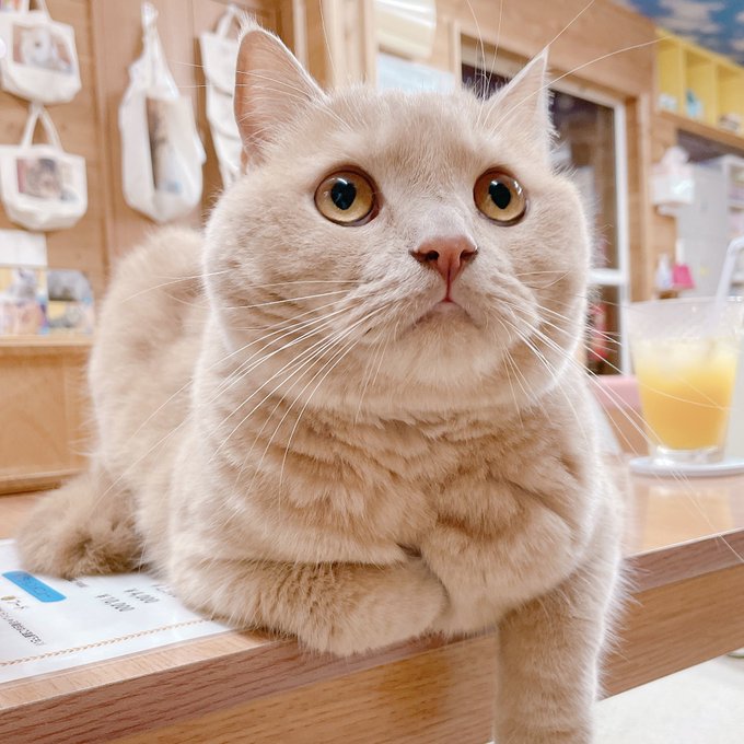 รายการทว 気分の浮き沈み ให แท กแฮช 猫 1 ว เคราะห ทว ตเตอร กราฟ ก Whotwi รายการทว 気分の浮き沈み ให แท กแฮช 猫 1 ว เคราะห ทว ตเตอร กราฟ ก Whotwi