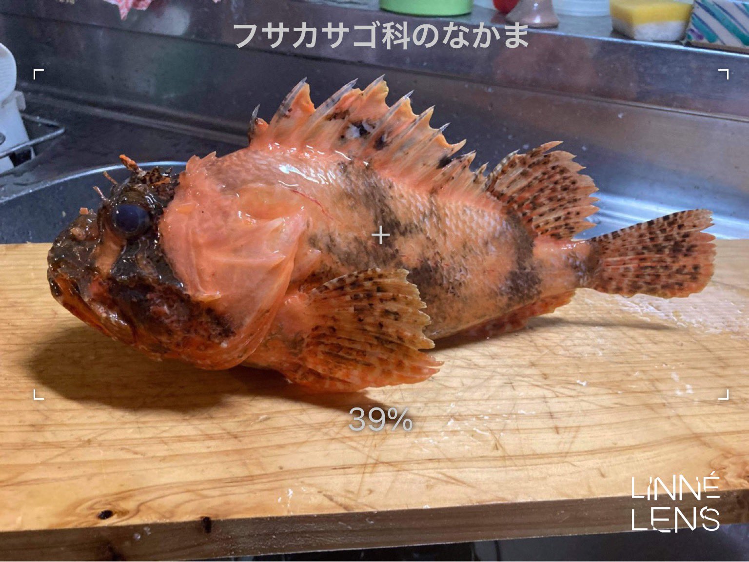 Nattu N 妖毛thethe お魚に詳しい人に聞きたいのですが この魚なにかわかりますか 全長35cmくらい水深60mくらいで釣れた魚みたいです 知り合いの釣り人さんからおもしろい魚だから調べてみたけどわからなかったみたいです オコゼの仲間かな