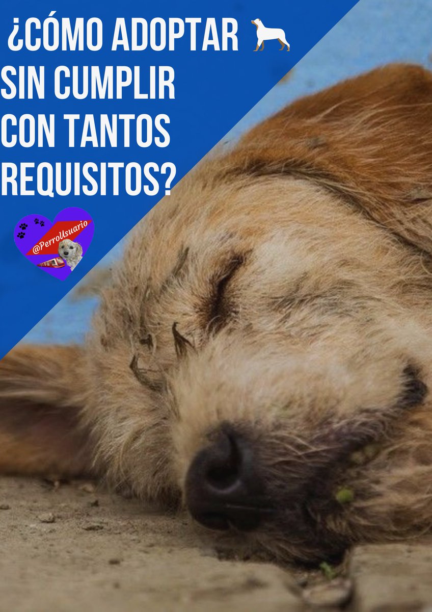 A lo largo y ancho de nuestras ciudades encontraremos muchos perritos y gatitos en situación de calle. Te invitamos a #Rescatar y #Adoptar y así no tienes que entregar los requisitos que piden para una adopción responsable. #DaleTuMano