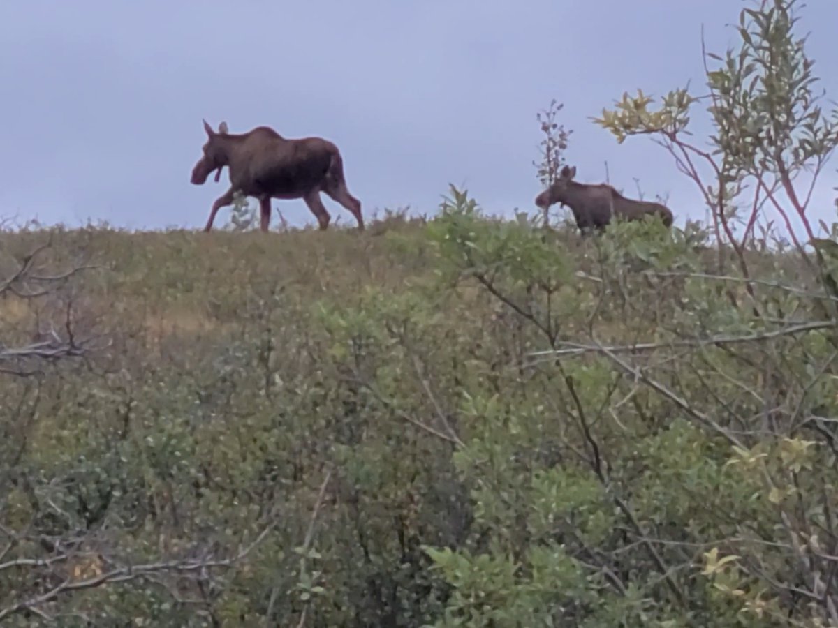 Ben_Drinking's tweet photo. I could've used a better camera than my phone, but managed to see most of the big game. Grizzlies, moose, caribou, and humpbacks https://t.co/FhUxP6jlsj