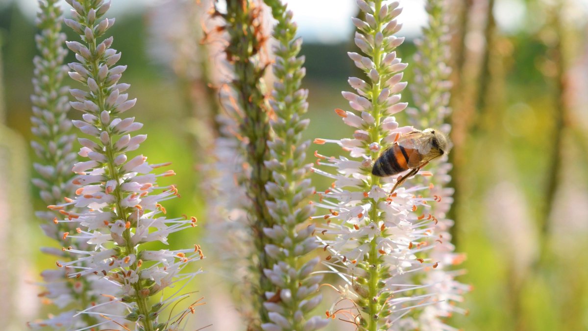 Pollinators's tweet photo. The #MiteAThon Summer Session will run for one more week and ends this Sunday, August 29th! Don't forget to SHARE our beekeeping resources with fellow beekeepers, and to SUBMIT your mite-level data to MiteCheck by this Sunday at https://t.co/OosFF5XiAL. https://t.co/IryKuKj0aB