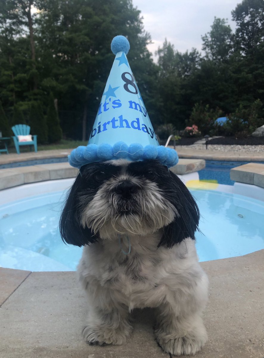 Happiest of birthdays to Dog Squad member Séamus, who turned eight over the weekend! 🎂🦴