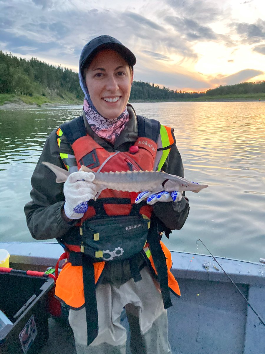 Big #sturgeon are cool but it’s the little ones that keep me up at night! I can cautiously say that sometime in the last decade there was a successful spawning event, but where and under what flow conditions?
#ecology #fishsci #riverscience #conservation #fieldwork #lakesturgeon