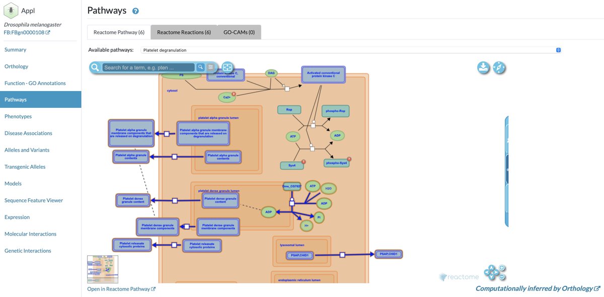 Alliance of Genome Resources (@alliancegenome) on Twitter photo We have a new Pathways widget on Gene pages! The first of three tabs of the widget give you access to Reactome models of pathways for human gene products as well as inferred pathways for model organism genes based on orthology to human genes. <a href="/reactome/">reactome</a> We have a new Pathways widget on Gene pages! The first of three tabs of the widget give you access to Reactome models of pathways for human gene products as well as inferred pathways for model organism genes based on orthology to human genes. <a href="/reactome/">reactome</a>
