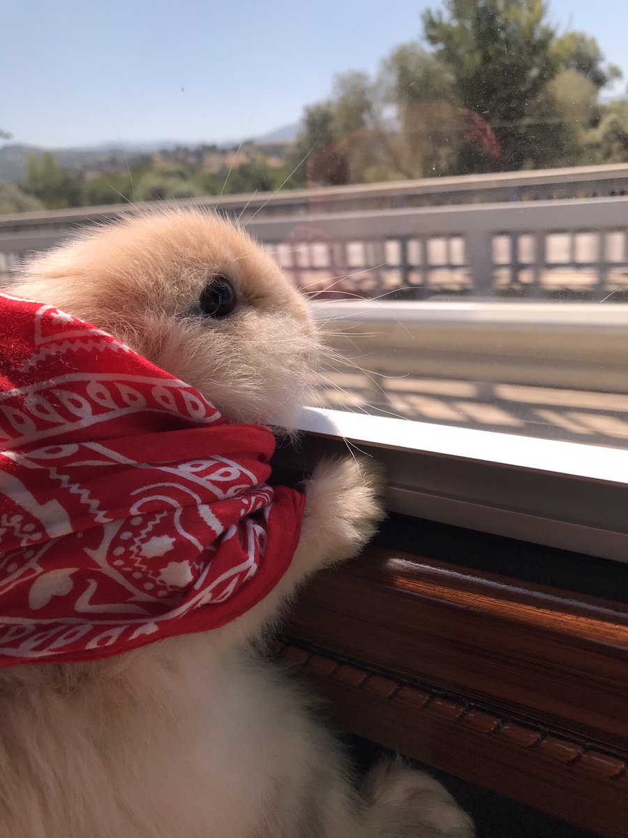 Al yazmalı tavşikim 🐇🐰❤️