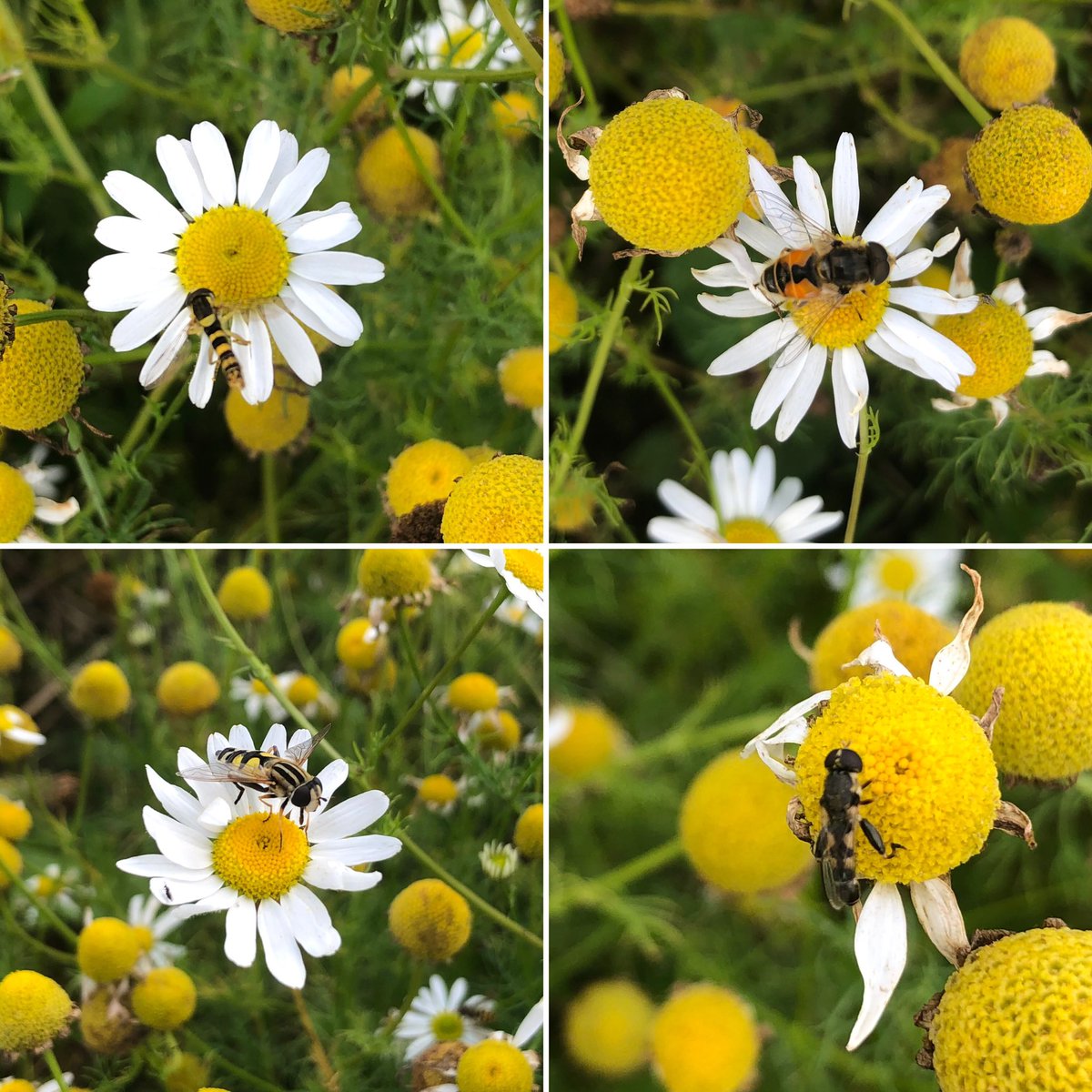 Anyone any ideas what these are enjoying the last of the mayweed. Just a few of the ones I found @NHM_Diptera #diptera #farmbiodiversity