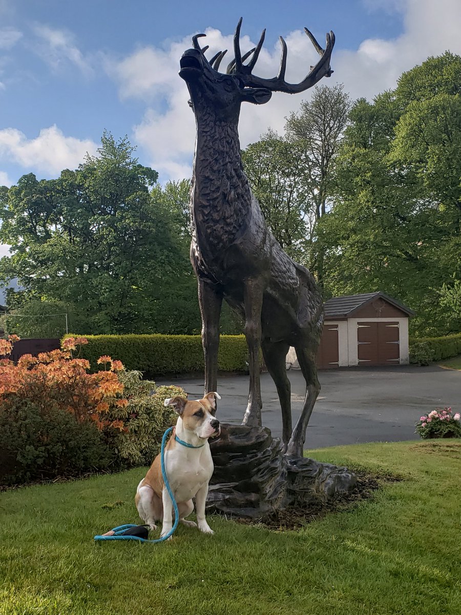 Natalie Crawford (@nataliec90) on Twitter photo Gizmo went missing on 17.06.21 on Beinn Ime, Arrochar, Scotland when the clouds separated us & hasn't been seen since. COULD NOW BE ANYWHERE! 5k REWARD!! PLEASE SHARE!! facebook.com/gizmomissing/
#gizmomissing #getgizmohome <a href="/AdoptionsUk/">Animal Adoptions UK 🐕🦺🐈🐎❤️</a> <a href="/beautys_legacy/">Beautys Legacy registered charity 1194186</a> @TruckingBiker17 Gizmo went missing on 17.06.21 on Beinn Ime, Arrochar, Scotland when the clouds separated us & hasn't been seen since. COULD NOW BE ANYWHERE! 5k REWARD!! PLEASE SHARE!! facebook.com/gizmomissing/
#gizmomissing #getgizmohome <a href="/AdoptionsUk/">Animal Adoptions UK 🐕🦺🐈🐎❤️</a> <a href="/beautys_legacy/">Beautys Legacy registered charity 1194186</a> @TruckingBiker17