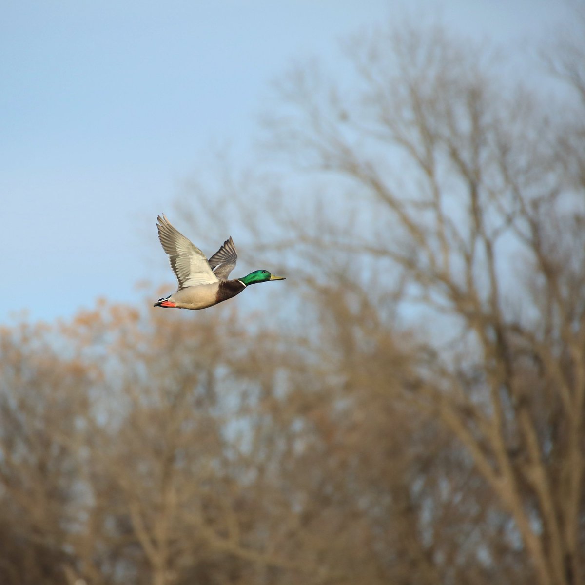 Cruisin’ Treetop.

#mallard #drake #ducks #wildlife

<a href="/RioAmmunition/">Rio Ammunition</a> <a href="/ScienceOfShot/">Patternmaster (Tag us!)</a> <a href="/Benelli_USA/">Benelli USA</a> <a href="/BassProShops/">Bass Pro Shops</a> <a href="/cabelascanada/">Cabela's Canada</a> <a href="/Cabelas/">Cabela's</a> <a href="/DucksUnlimited/">Ducks Unlimited</a> <a href="/ducanada/">Ducks Unlimited CAN</a>