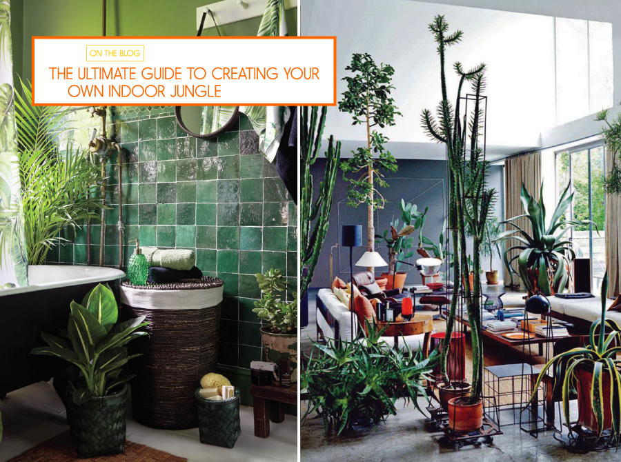JamaliGarden's tweet photo. Get the #guide to making YOUR OWN INDOOR #JUNGLE, with houseplants off course, here: https://t.co/sevKdQO3Ph https://t.co/iLCf7InEBy