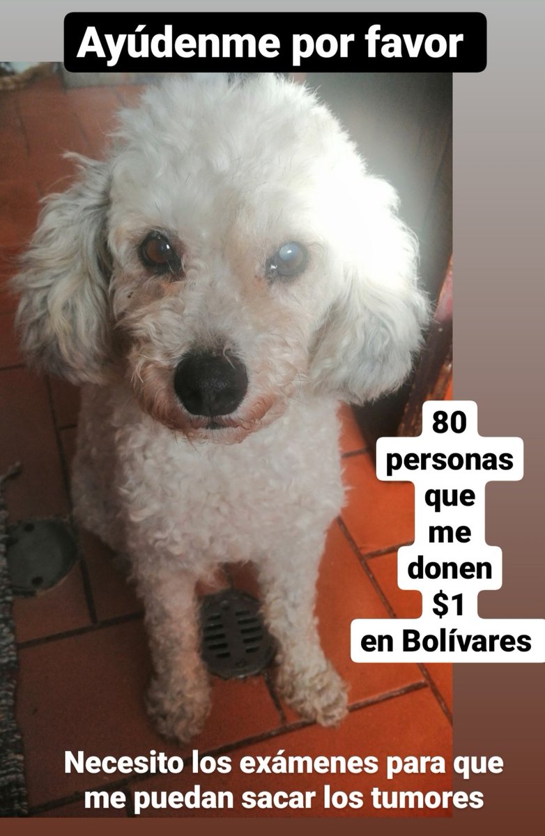 asoc_vpla's tweet photo. Los tumores mamarios de Trini han seguido creciendo 😭 Necesitamos hacerle sus Exámenes Pre Operatorios al ser una perra viejita 🙏🏼 ¡AYÚDANOS! ➡️$80 Dónale $1 (4.200.000Bs) para hacerlos en la #ClinicaVeterinariaLosChorros  Datos de Pago Móvil por Directo. https://t.co/NYcRjYNPrK