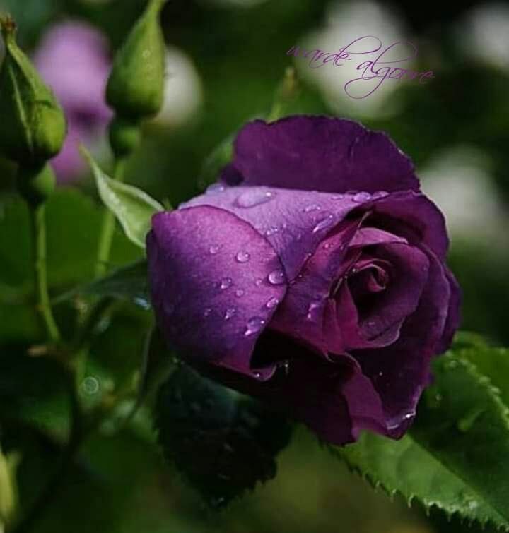 🕊🔗

لا أحد يشبه أحد .. حتى في الإحساس .. فهنـاك مـن يسلـم باليد ..وهنـاك مـن يسلـم بالـروح 💜🕊