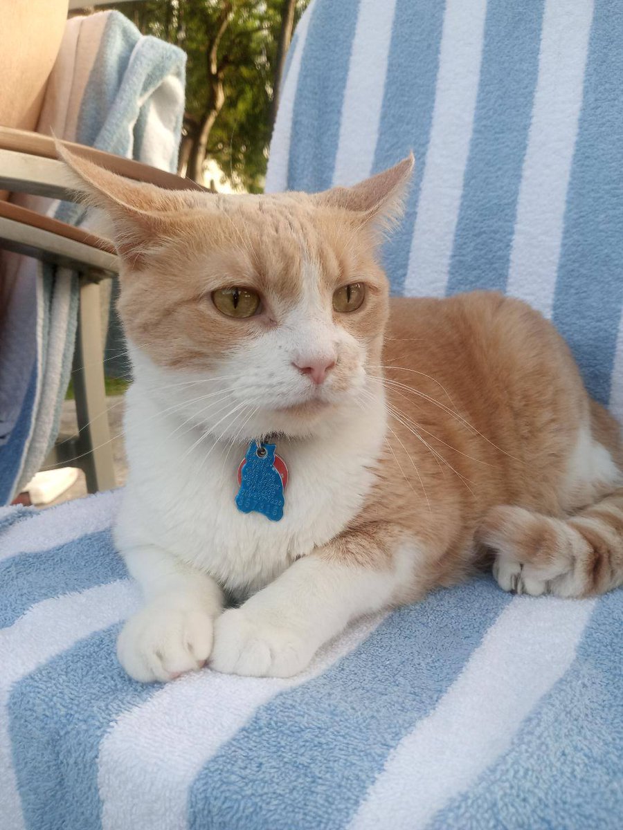 CAT NEWS...Super Cat Ginger was the star of the Hilton Resort Pool in Fort Lauderdale.

The Cat News Desk
#cats #CatsOfTwitter #Caturday #MondayMotivation #cute #CuteCats #funny #catsfunny #funniesttweets #picday #catfans #catoftheday #pets #chooselove #beachlife #HiltonResorts