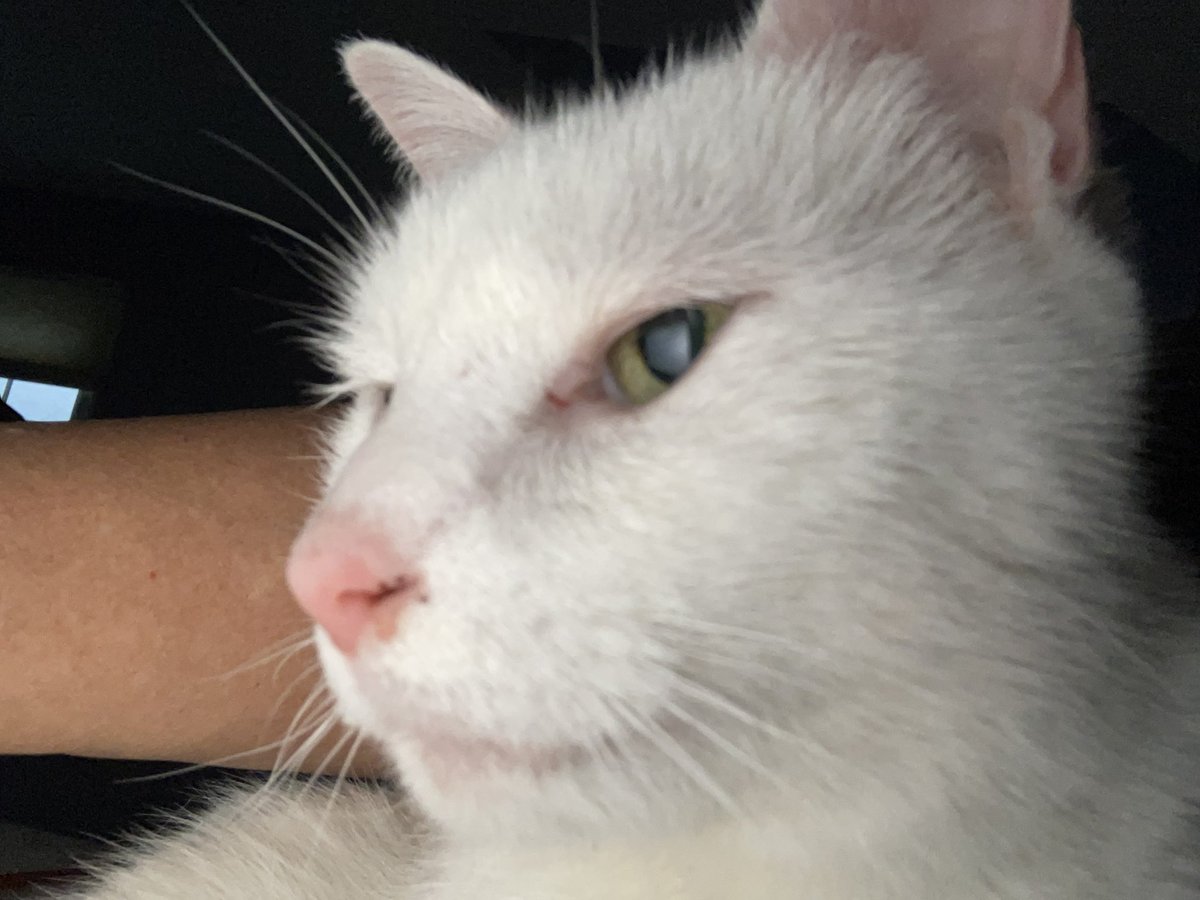 NatsRallyCat's tweet image. DC area tweeps, Pinky (white) and Miss B (panfur) are now ready to adopt a new family &amp;amp; need your halp to find it! These girls are a bonded pair, about 9 years old, 8-11 lbs, shy at first then sweet as sugar. Mum will deliver within 5 hours of DC. ❤️🐾❤️